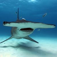 happyhammerhead_yay