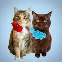 Why so cute mika.the.fluffy