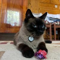 оригінальний звук