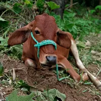 original sound - rancheldivino