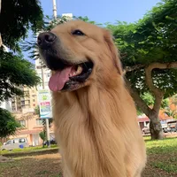 original sound - dartagnan_mc