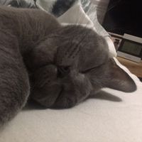 babycatedi