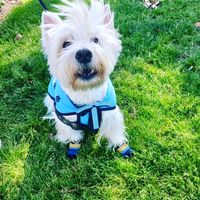 sam_westy1