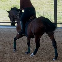 equestrian_strides