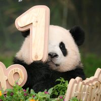 suara asli - Nia Hapsari