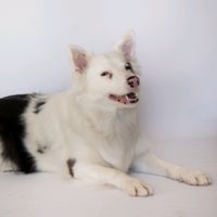 nala_perritaciega_sorda