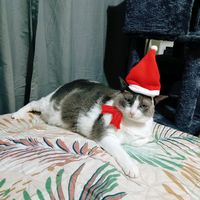 pita_chole