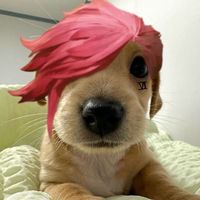 anniecrestaodair