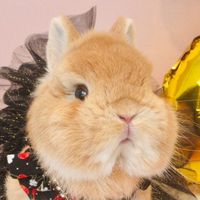 eggiethebunny