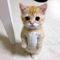 original sound - betwepf