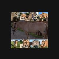 seelenpferd.pedro