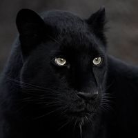 __blackpanter