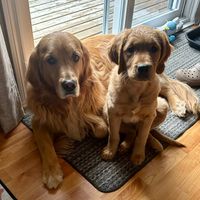 goldenretrievertucker1