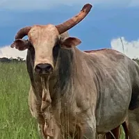 original sound - menino.da.pecuaria.edits