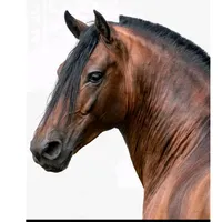 original sound - ccccabacol