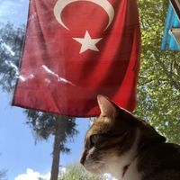 orijinal ses