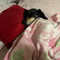 original sound - kolocha090