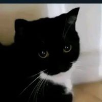 tachvrz
