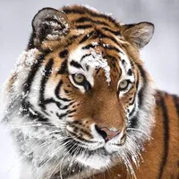 original sound - tigress.empress_