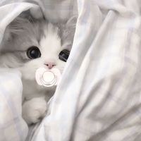 原聲 - 心碎小雨雨