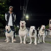 pitbulleumvicio