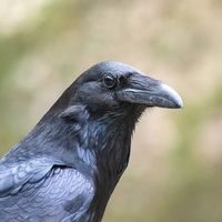 birdsfacts1