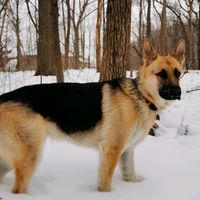 olliekingcanada