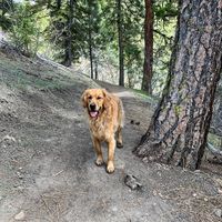 tuckerthegoldenn
