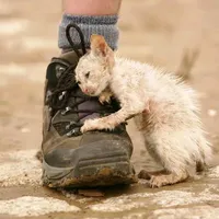 original sound - d0m_perederzhka