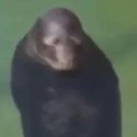 original sound - spinningseal23