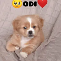 original sound - jhasumysh01