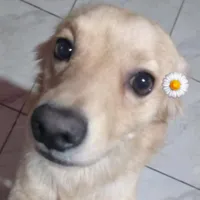 original sound - nyauguw