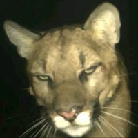 original sound - Y2KKTOONS