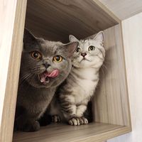 原聲 - 汪喵動物星球(蔡小穎飾品家)