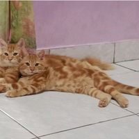 suara asli - kikyzhaa