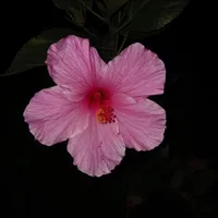 original sound - fernandagomez7238