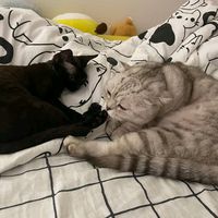 оригинальный звук