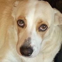 millie.en.todas.partes