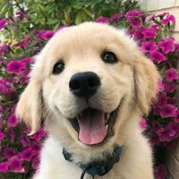 cutedogsonline