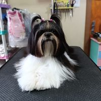 luashitzuu