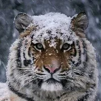 original sound - vasylmozharivskyi