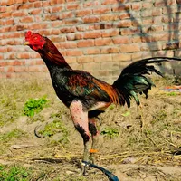 original sound - aseelbirdsfarminghope