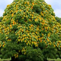 original sound