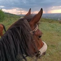 оригинальный звук