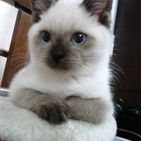 jeferson27342