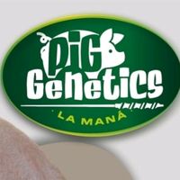 pig_genetics_lamana