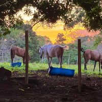 caballosdegarrocha06