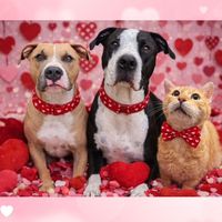 those2rescuepitties