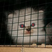 suara asli - Lyrics