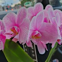 suzan.12345678